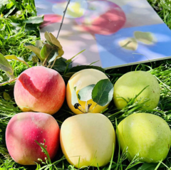 新疆阿克苏三色苹果6斤(阿克苏冰糖心苹果+王林苹果+奶油冰糖心)
